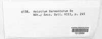 Helotium sarmentorum image